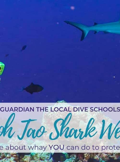 Koh Tao Shark Week