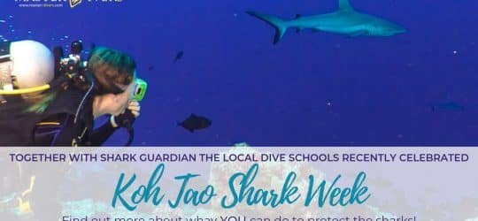 Koh-Tao-Shark-Week