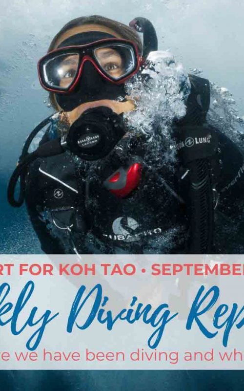 Weekly Diving Report &#8211; September 7th &#8211; 13th 2019