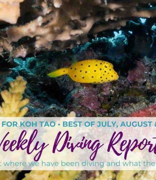 Weekly Diving Report &#8211; Best Of July, August &#038; September 2019