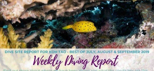 Weekly-Diving-Report-Best-Of-July-August-September-2019