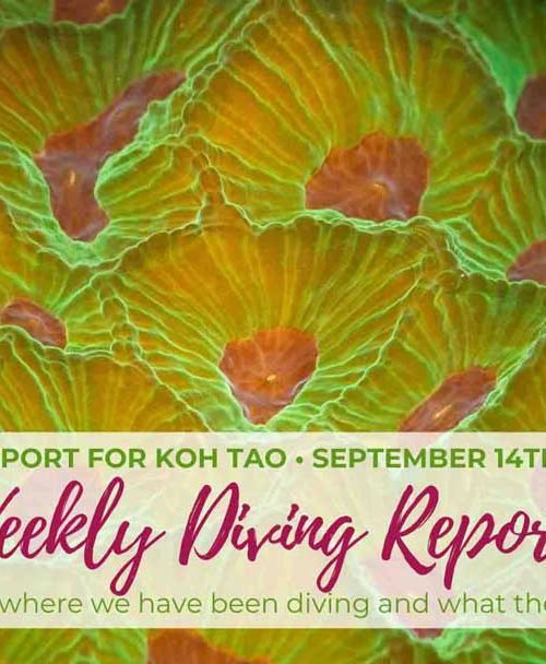 Weekly Diving Report &#8211; September 14th &#8211; 20th 2019