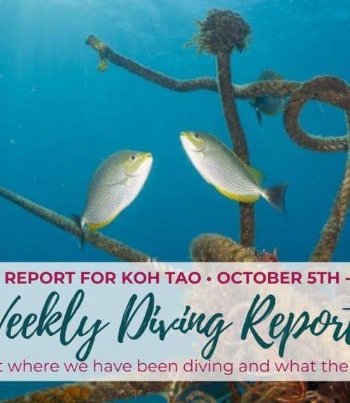 Weekly Diving Report &#8211; October 5th &#8211; 11th 2019