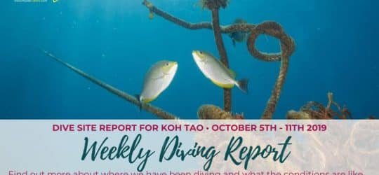 Weekly-Diving-Report-051019-111019