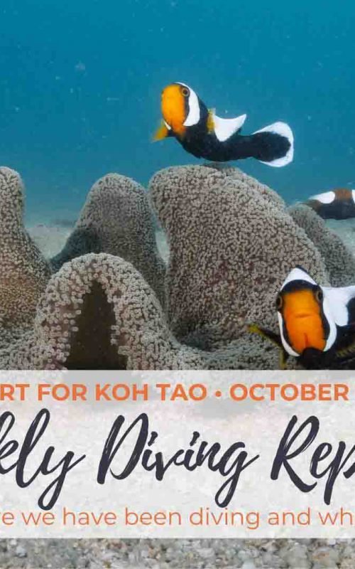 Weekly Diving Report &#8211; October 12th &#8211; 18th 2019