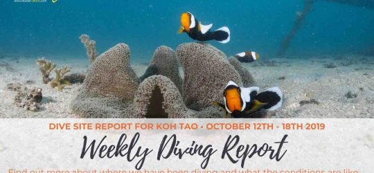 Weekly-Diving-Report-121019-181019