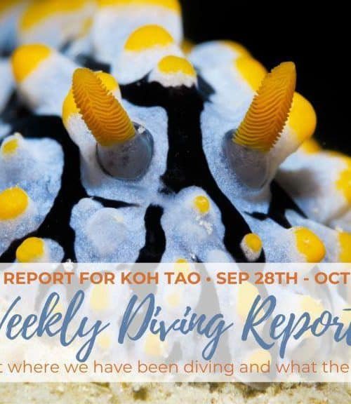 Weekly Diving Report &#8211; Sep 28th &#8211; Oct 4th 2019