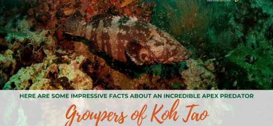 Groupers-of-Koh-Tao-cover