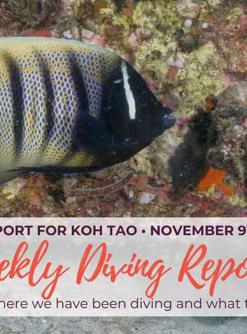 Weekly Diving Report &#8211; November 9th &#8211; 15th 2019