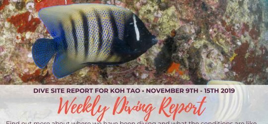 Weekly-Diving-Report-Nov-9-15-2019