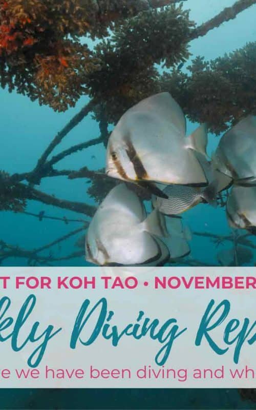 Weekly Diving Report &#8211; November 16th &#8211; 22nd 2019