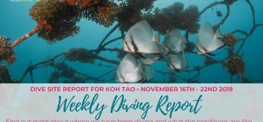 Weekly-Diving-Report-November-16th-22nd-2019