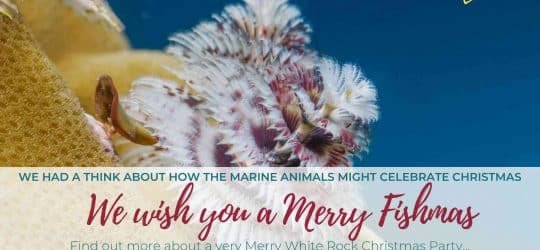 Merry-Fishmas-blog-header