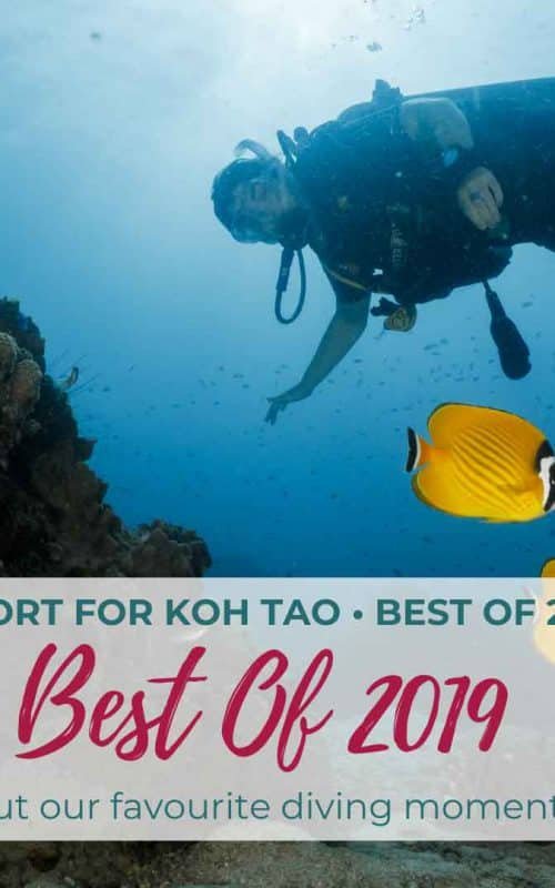 Weekly Diving Report &#8211; Best Of 2019 Special