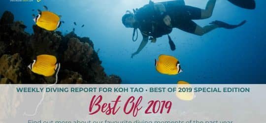 Weekly-Diving-Report-Best-Of-2019