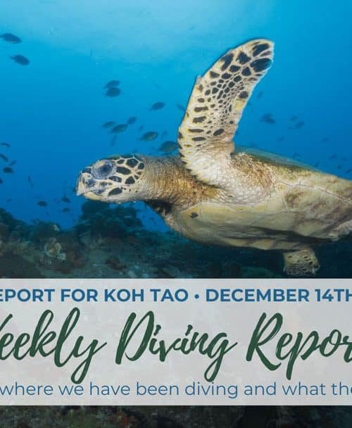 Weekly Diving Report &#8211; December 14th &#8211; 20th 2019