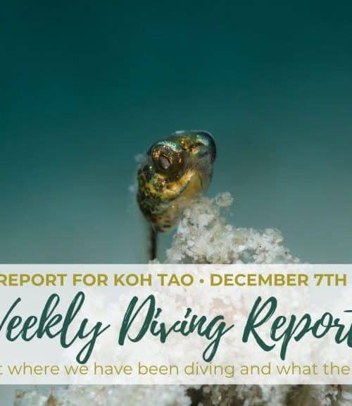 Weekly Diving Report &#8211; December 7th &#8211; 13th 2019