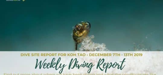 Weekly Diving Report