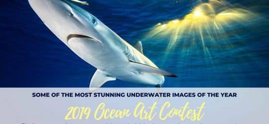 2019 Ocean Art Contest