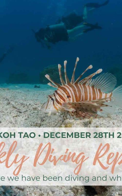 Weekly Diving Report &#8211; December 28th 2019 &#8211; January 3rd 2020