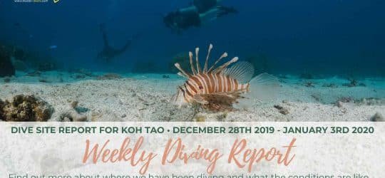 Weekly-Diving-Report-Dec-28th-2019-Jan-3rd-2020