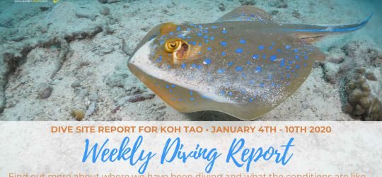 Weekly-Diving-Report-January-04th-10th-2020