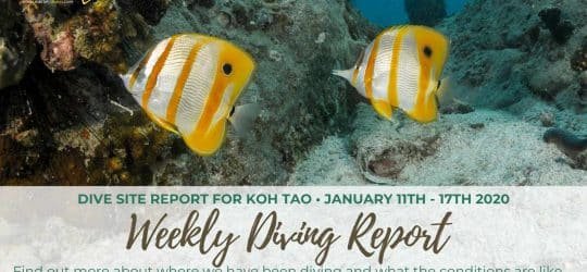 Dive Site Reports for Koh Tao