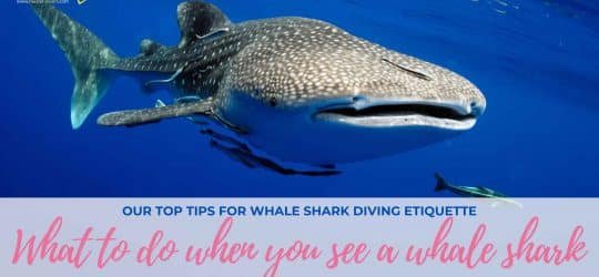 whale-shark-etiquette-blog-header