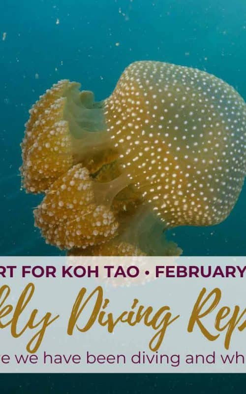 Weekly Diving Report &#8211; February 8th &#8211; 14th 2020