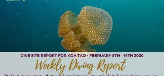 Weekly-Diving-Report-February-8th-14th-2020