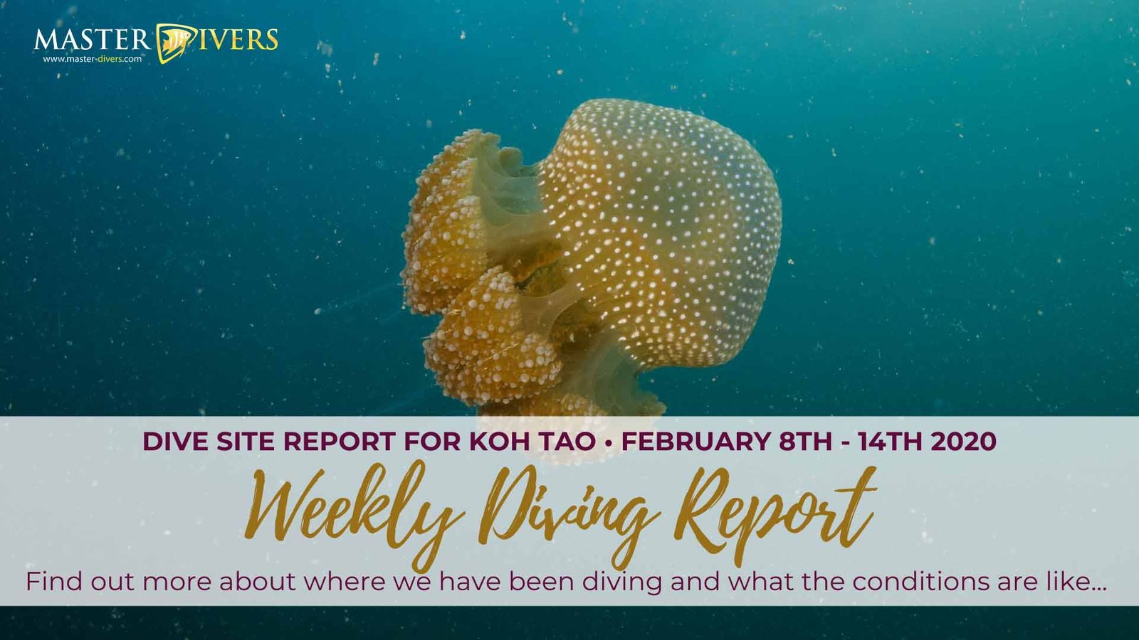 Weekly Diving Report - February 8th - 14th 2020