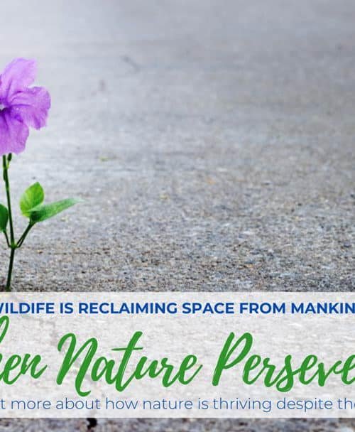 When Nature Perseveres