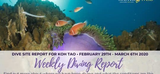 Weekly-Diving-Report-February-29th-March-6th-2020