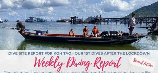 Weekly-Diving-Report-First-Dives