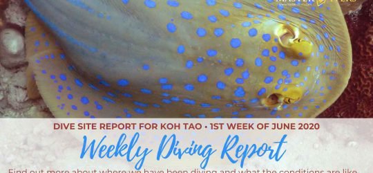 Weekly-Diving-Report-1st-week-of-June-2020