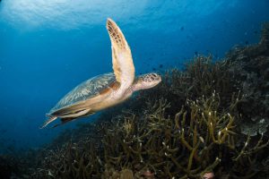 The ultimate itinerary for Koh Tao
