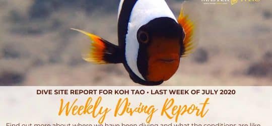 Weekly-Diving-Report-Last-week-of-July-2020-cover