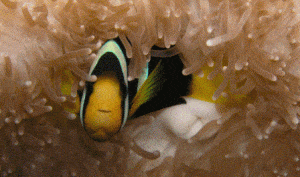 Home page Master Divers | Premier Dive Center in Koh Tao | Thailand