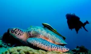 Home page Master Divers | Premier Dive Center in Koh Tao | Thailand