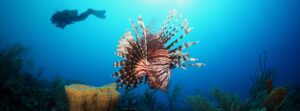 Home page Master Divers | Premier Dive Center in Koh Tao | Thailand