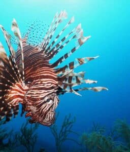 Home page Master Divers | Premier Dive Center in Koh Tao | Thailand