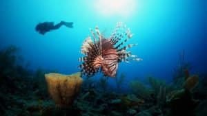 fun diving