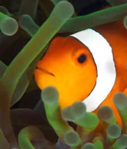 Home page Master Divers | Premier Dive Center in Koh Tao | Thailand