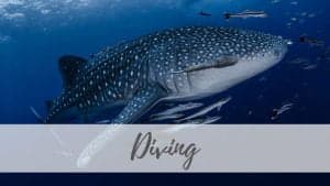 Home page Master Divers | Premier Dive Center in Koh Tao | Thailand