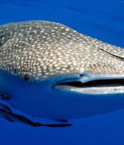 whaleshark