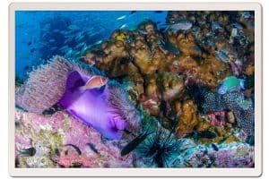11 chumphon anemone