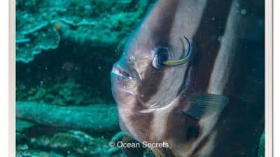 Batfish