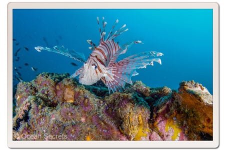 Lion Fish