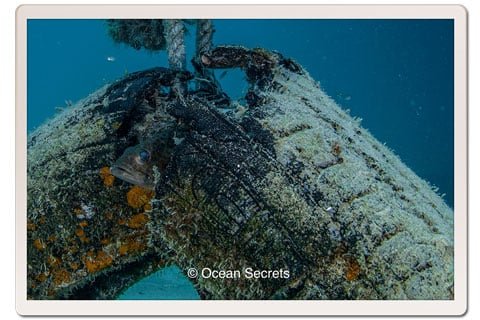 Juvenile Orange Spot Grouper