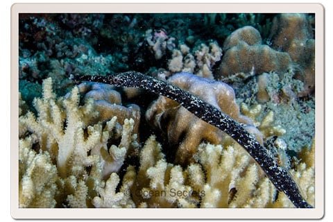 Pipe fish